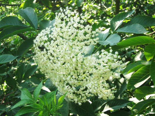 Sambucus nigra